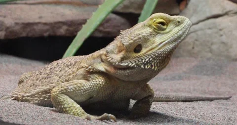 Bearded dragon lizard resting on warm sand, head raised and alert Stock Footage 320020760