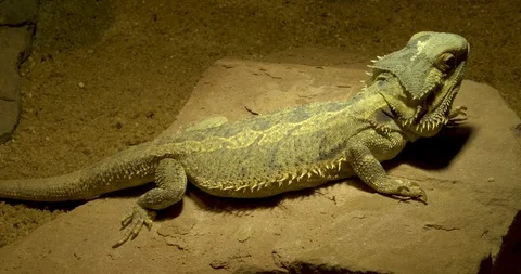 Bearded dragon lizard on a rock- close up profile Stock Footage 100824673