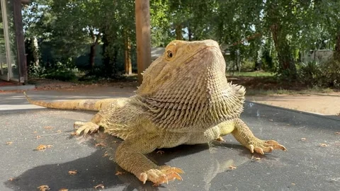Bearded Dragon Lizard in Sandy Environment Stock Footage 284524289