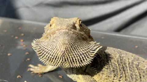 Bearded Dragon Lizard in Sandy Environment Stock Footage 284524409