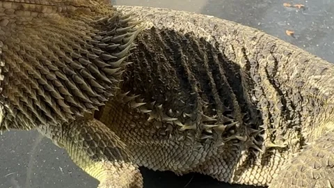 Bearded Dragon Lizard in Sandy Environment Stock Footage 284524590
