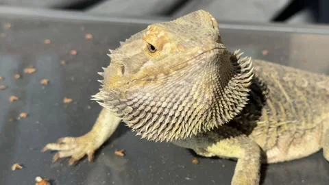 Bearded Dragon Lizard in Sandy Environment Stock Footage 284524602