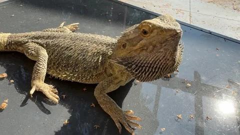 Bearded Dragon Lizard in Sandy Environment Stock Footage 284524901