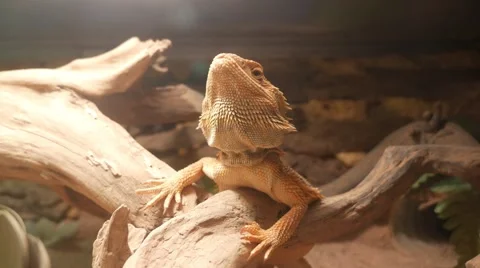 Bearded dragon lizard sitting on a tree branch in terrarium and turning his head Видео 62626280