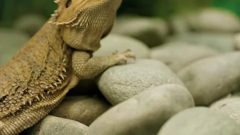 Bearded Dragon Lizard on Smooth Stones Stock Footage 340429659