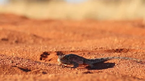 Bearded dragon lizard stands on hot desert sand Video stock 338154499