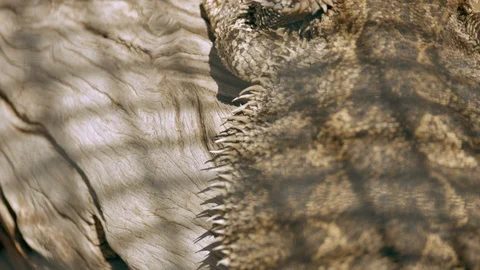 Bearded Dragon Lizard Sun Baking On A Branch CLOSE UP Stock Footage 116303386