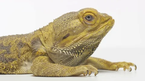 Bearded Dragon Lizard On White Background 4K Stock Footage 93595809