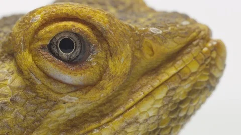 Bearded Dragon Lizard On White Background 4K Stock Footage 93595814