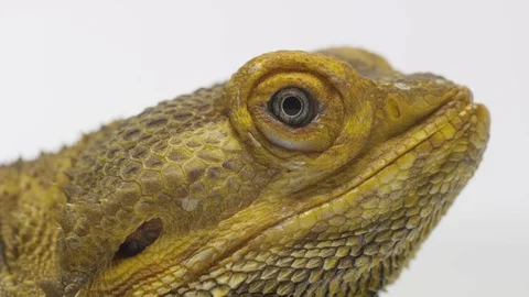 Bearded Dragon Lizard On White Background 4K Stock Footage 93595867