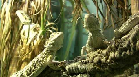 Bearded Dragon Lizards medium close up Stock Footage 22142150