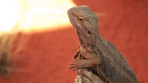 Bearded Dragon lizards in red desert Stock Footage