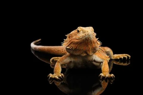 Bearded Dragon Llizard Isolated on Black Background Stock Photos