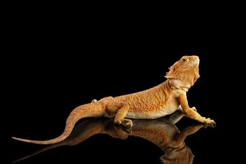 Bearded Dragon Llizard Isolated on Black Background Stock Photos