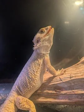 Bearded Dragon on Log Stock Photos