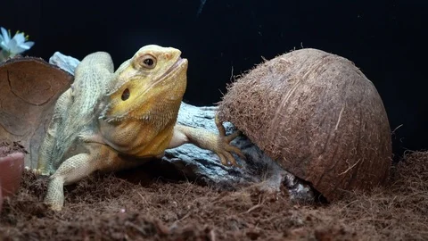 Bearded dragon looking for food Stock Footage 120831452