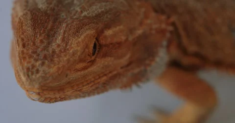 Bearded Dragon looking on Stock Footage 68540463