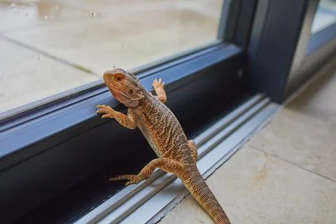 Bearded dragon is looking out of a big window with water drops on it Stock Photos