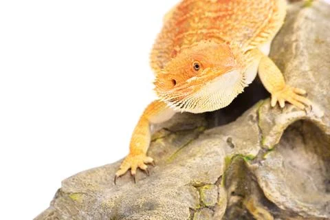 Bearded dragon looking for pray Stock Photos