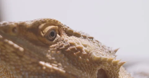 Bearded Dragon looking into sun Stock Footage 68539674