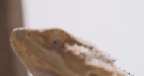Bearded Dragon looks up Stock Footage 68539260