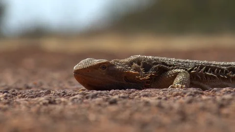 Bearded Dragon-Low Angle Stock Footage 104582547