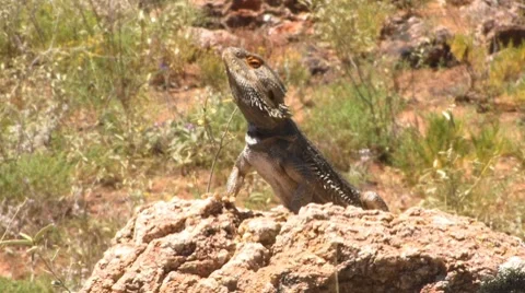 Bearded Dragon mid Stock Footage 8013600
