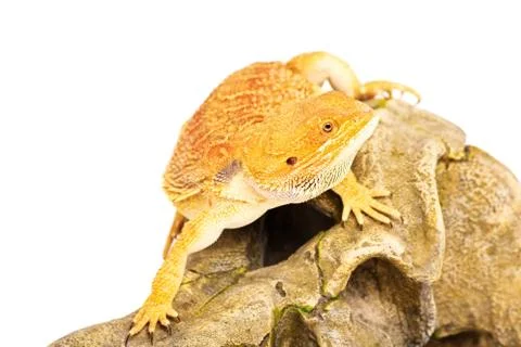 Bearded dragon in movement Stock Photos