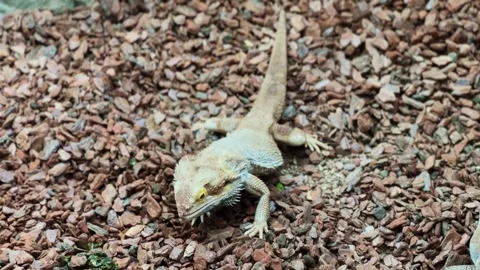 Bearded dragon Moving in the Wild Stock Footage 264150589
