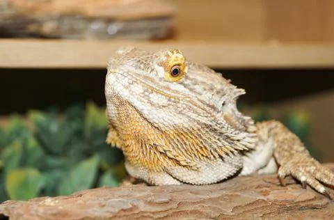 Bearded Dragon Natural Close Up Stock Photos