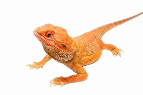 Bearded dragon Stock Photos