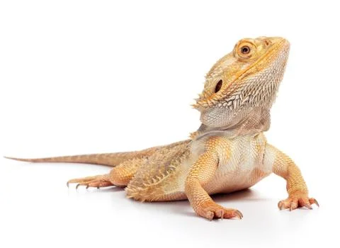 Bearded dragon Stock Photos