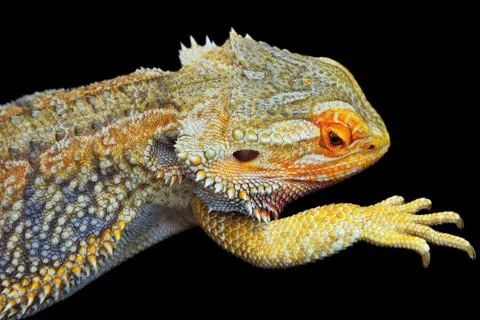 Bearded dragon Stock Photos