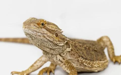 Bearded Dragon Stock Photos