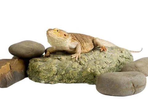 Bearded dragon Stock Photos