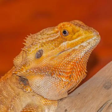 Bearded dragon Stock Photos