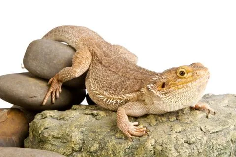 Bearded dragon Stock Photos