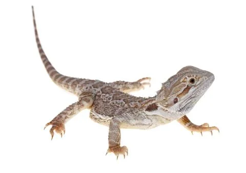 Bearded dragon Stock Photos