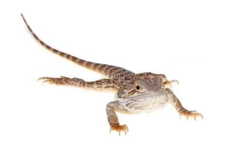 Bearded dragon Stock Photos