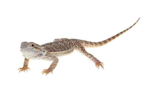 Bearded dragon Stock Photos