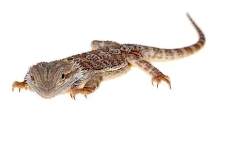 Bearded dragon Stock Photos