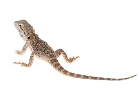 Bearded dragon Stock Photos