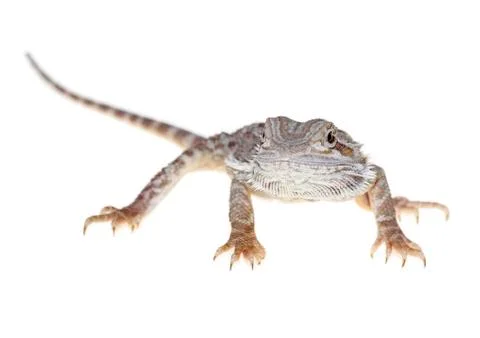 Bearded dragon Stock Photos