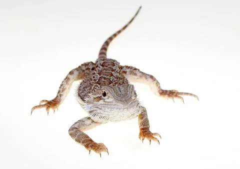 Bearded dragon Stock Photos