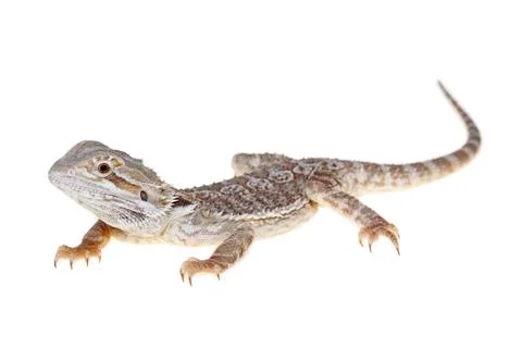 Bearded dragon Stock Photos