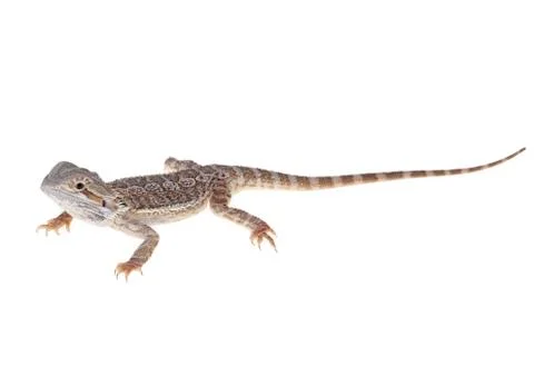 Bearded dragon Stock Photos