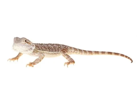 Bearded dragon Stock-Fotos