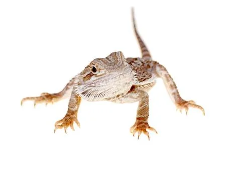 Bearded dragon Stock Photos