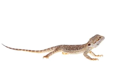Bearded dragon Stock Photos
