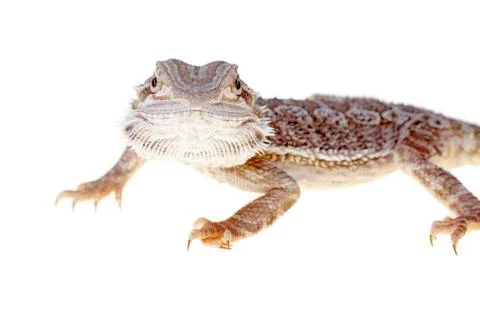 Bearded dragon Stock-Fotos
